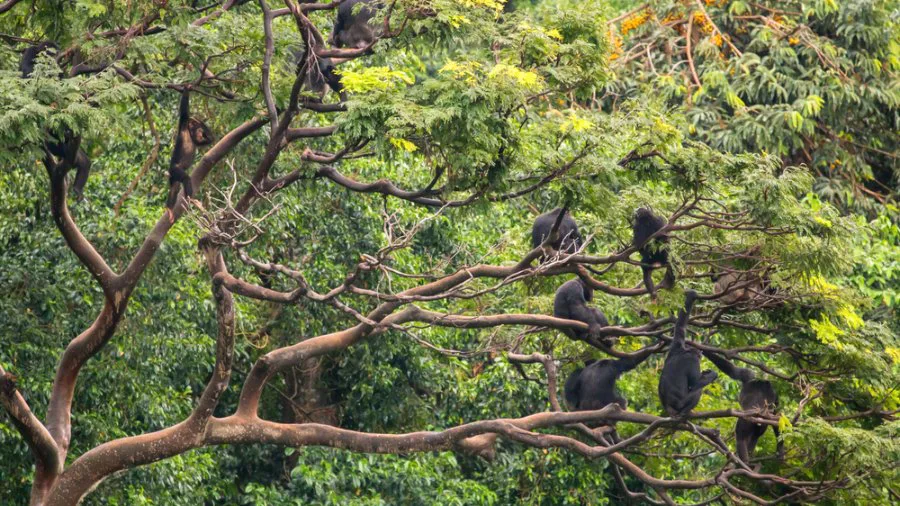 Bioloog Frans de Waal plaatst het fenomeen ‘dickpics’ in ander perspectief
