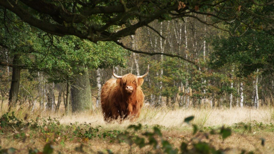 In het bos zijn de wilde dieren