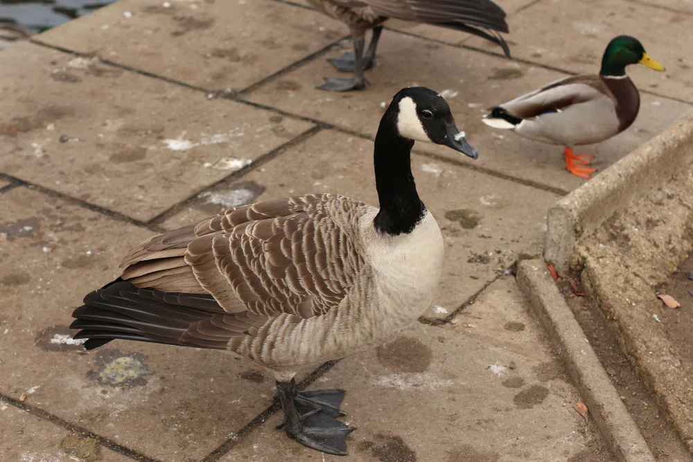 De strijd tegen afval